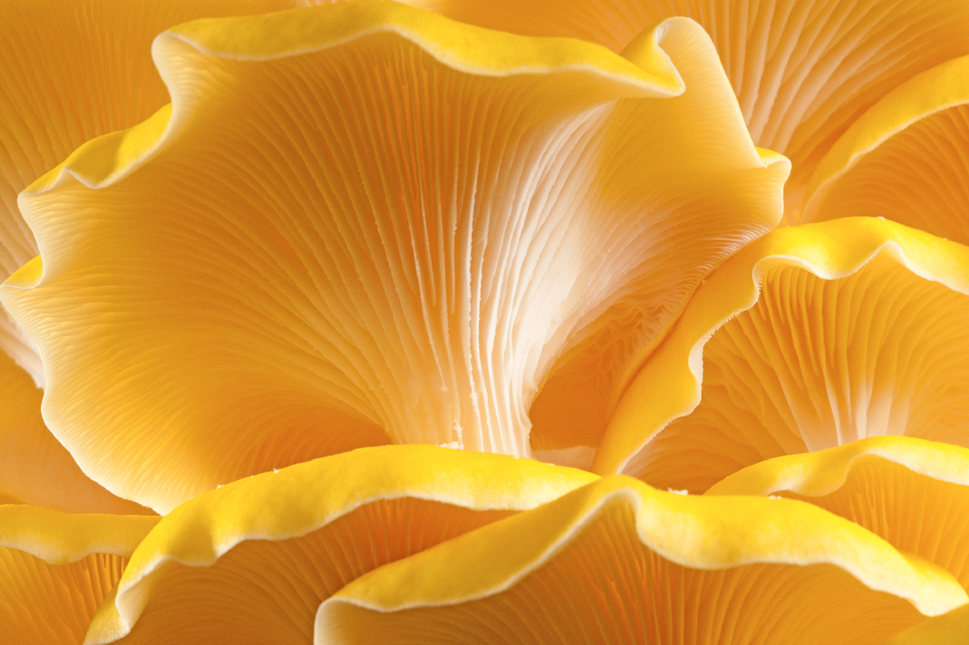 Yellow Oyster Mushroom from USDA